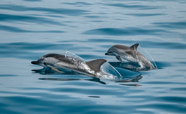 In italienischen Häfen werden wieder Delfine gesichtet. © Jonas Von Werne on Unsplash