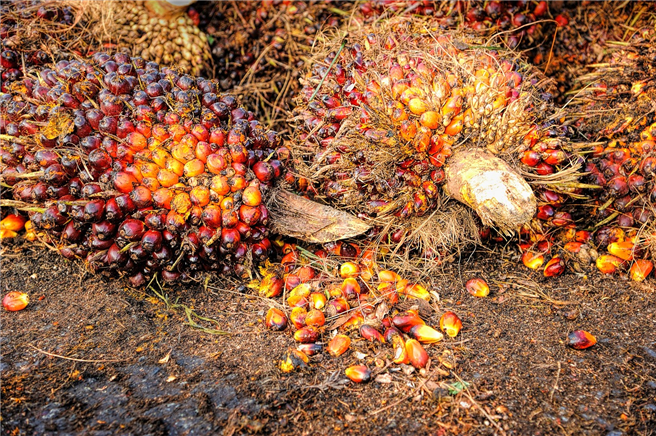 Palmöl gefährdet Ökosysteme und trägt zur Klimakrise bei © tristantan, pixabay