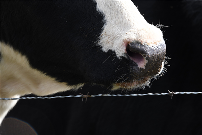 Ein verringerter Antibiotikaeinsatz in der Tierhaltung ist wichtig, um die Wirksamkeit wichtiger Medikamente zu erhalten. © eliza28diamonds, pixabay.com