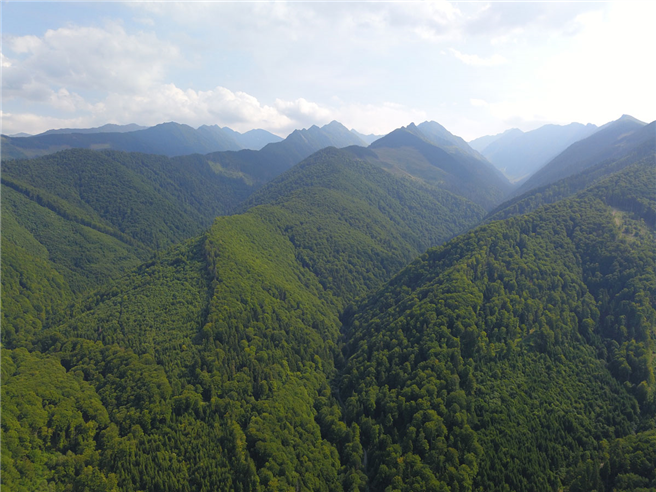 Die Paradieswälder in den rumänischen Karpaten sind ein Hotspot der Artenvielfalt in Europa. Doch Kahlschläge im großen Stil vernichten weite Teile der Waldwildnis. © Agent Green