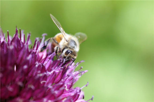 Drei Honigbienenrassen und fast 600 Wildbienenarten sichern in Deutschland mit ihrer Bestäubungsleistung unsere Nahrungsgrundlage. © U. Gattenlöhner