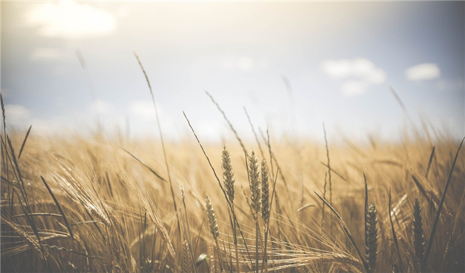Allein in Deutschland ist die Landwirtschaft für ein Fünftel aller klimaschädlichen Treibhausgasemissionen verantwortlich – weltweit sind es 11 Prozent bzw. 30 Prozent einschließlich Transport und Landnutzung. © Pexels, pixabay