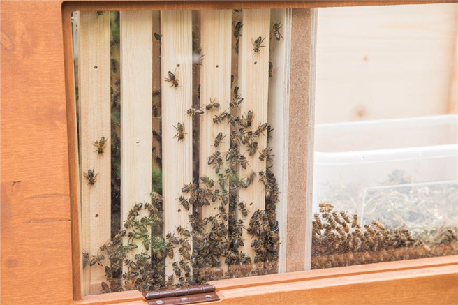 Naturwabenbau: Die Arbeiterinnen bauen ihre Waben in der Bienenbox selbst. © DEVK