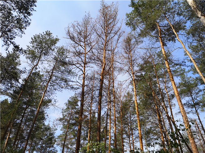 Der Wald in der rund 2.100 Hektar großen DBU-Naturerbefläche Oranienbaumer Heide leidet unter der Trockenheit der vergangenen zwei Jahre: Kiefern, aber auch Birken sind teils abgestorben. © Samuel Klyne/Bundesforst