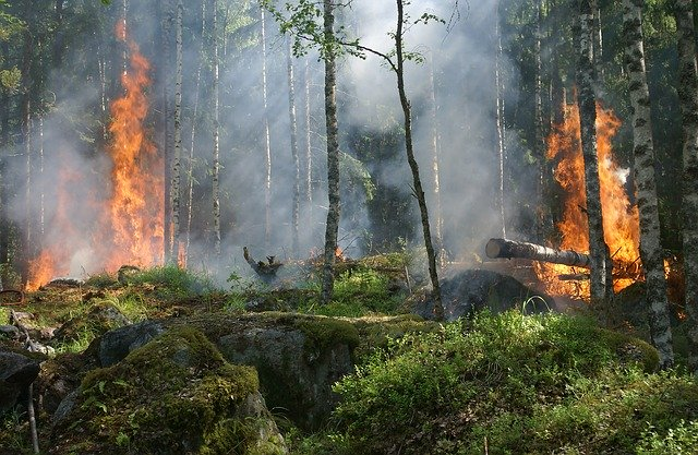 Modelle sollen vorhersagen, wie sich ein Feuer im Wald unter den vorhandenen Bedingungen ausbreitet. © Ylvers, pixabay.com