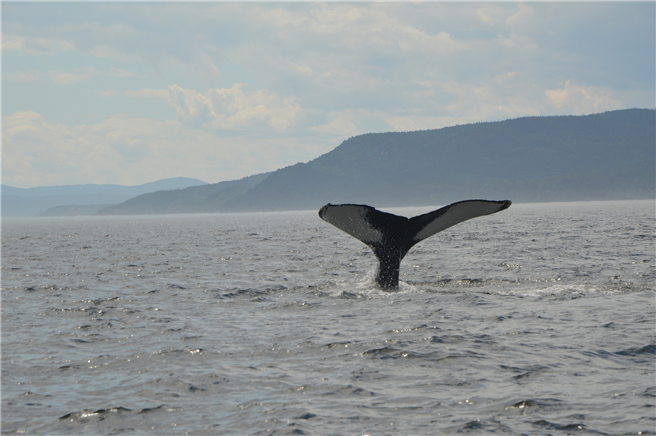 Die Wale produzieren seit dem Corona-Lockdown viel weniger Stresshormone. Sie können sich wieder durch ihr Echolot orientieren, weil es unter Wasser stiller geworden ist. © Paola Proietti, pixabay.com