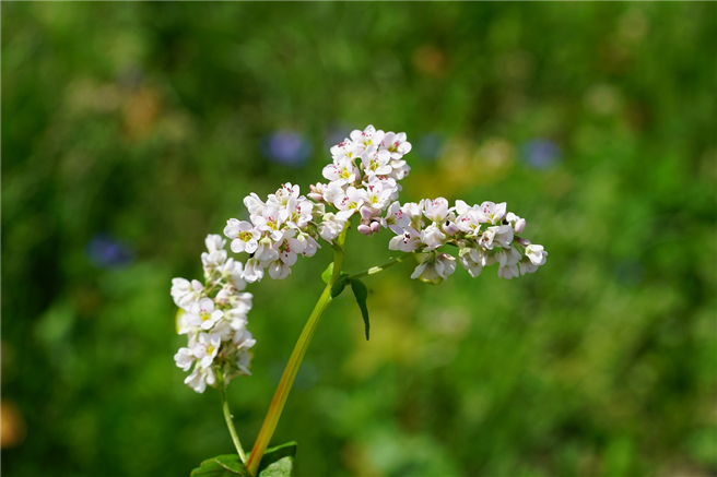 Buchweizen gilt als ideale Insektenweide zu einem Zeitpunkt, wenn die meisten anderen Ackerpflanzen schon verblüht sind. © Hans, pixabay