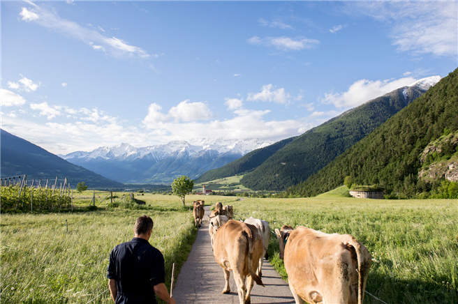 Kleinbäuerliche Idylle vor Alpenpanorama. Die Mehrheit der Menschen in Mals wünscht sich eine derartige Form der Landwirtschaft. © Alex Filz