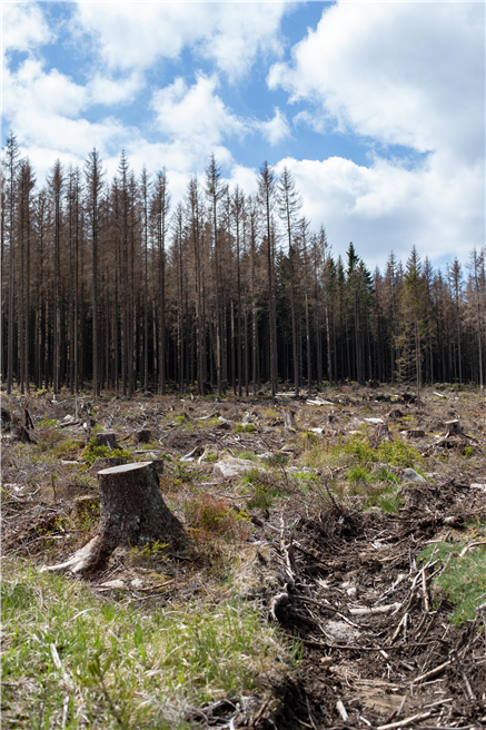 Geschwindigkeit und Stärke der Veränderungen durch Stürme, Hitze und Schädlinge verdeutlichen, wie dringlich es ist, den Wald der Zukunft aufzubauen, der gesund und klimastabil ist. © PEFC Deutschland/Ina Maslok