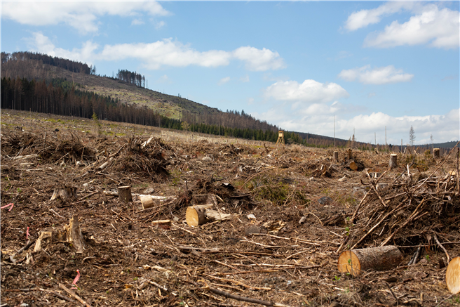 Die Schäden des Stadtwaldes Wernigerode im Harz stellen nicht nur einen wirtschaftlichen Verlust dar, auch für Touristen und Einheimische ist der Anblick erschreckend. © PEFC Deutschland/Ina Maslok