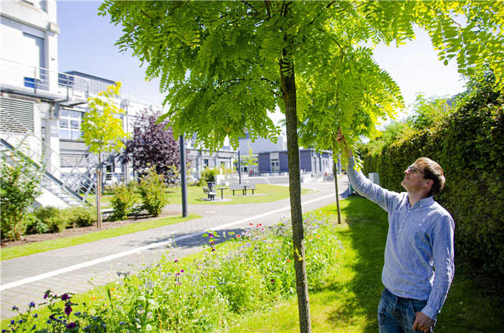 Der Recherche ging die Frage voraus, welche Auswirkungen das sich verändernde Klima auf Stadtbäume hat. © FH Münster/Frederik Tebbe