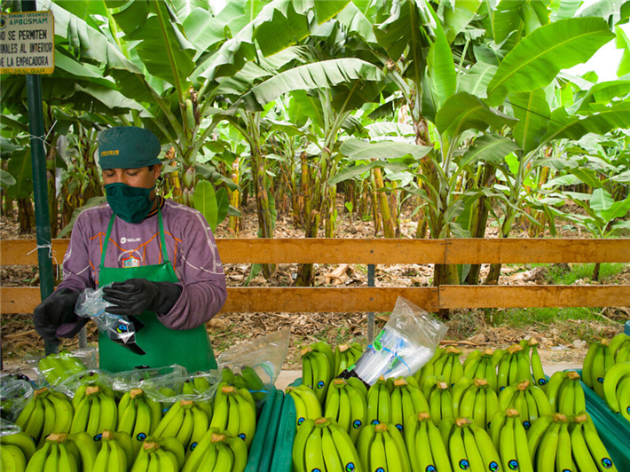 Aufgrund notwendiger Hygiene- und Schutzmaßnahmen sind die Produktionskosten für Bananen gestiegen. Mehrkosten, auf denen die Produzent*innen derzeit sitzenbleiben. © Santiago Engelhardt / Fairtrade