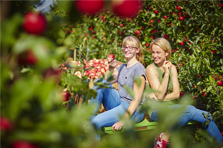 Äpfel aus deutschem Anbau sind nicht nur lecker und gesund. Sie sind auch deutlich besser fürs Klima als importierte Ware. Das belegt eine aktuelle Studie des ifeu-Instituts. © GMH 