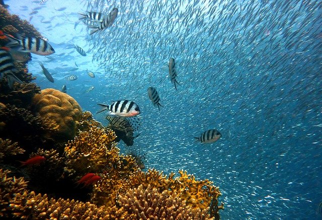 Bericht zeigt: Schutz der Meeresumwelt durch die EU hat keine tiefgreifende Wirkung. © joakant, pixabay.com