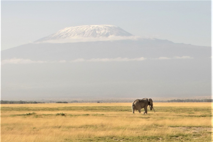 Amboseli-Nationalpark, Kenia: Aufgrund des Klimawandels schrumpfen die Gletscher des Kilimandscharo. Pflanzen und Tiere in den Tälern unterhalb sind jedoch auf Wasser von den Gletschern angewiesen. (Foto: Almut Arneth, KIT)
