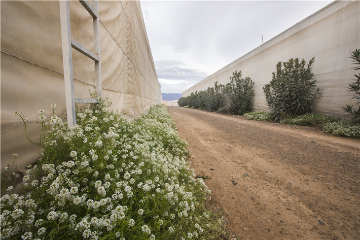 Wirtspflanzen im Umfeld der Gewächshäuser dienen einigen Nützlingen insbesondere in Zeiten als Lebensraum, wenn im Gewächsaus eine neue Kultur angepflanzt wird. © Curro Vallejo