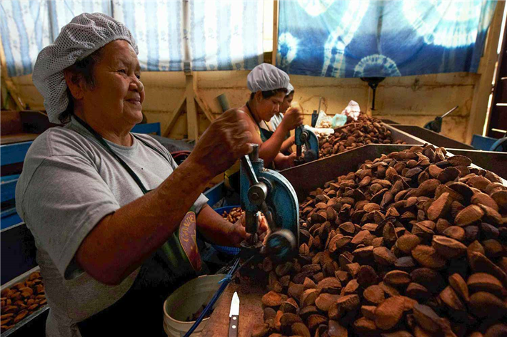 Paranussanbau in Tambopata, Peru. © ClimatePartner.com/1114 