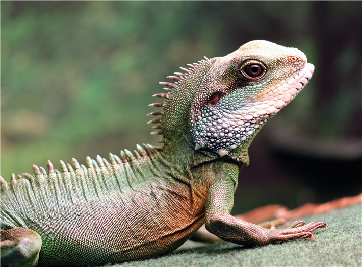 Exotische Haustiere unterliegen oft keiner Handelsbeschränkung - unter Sammlern sind besonders seltene Arten begehrt. © InspiredImages, pixabay