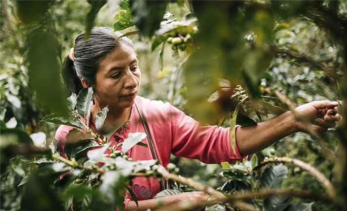 Kaffeeernte bei Cenfrocafé in Peru - faire Handelsbedingungen können helfen, die Folgen der Pandemie in den Ländern des globalen Südens abzumildern. © TransFair e.V. / Christoph Köstlin