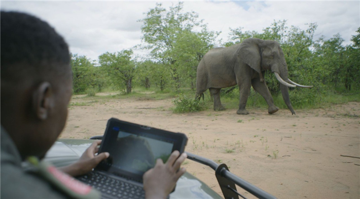 Bei der Datenerhebung und der fotografischen Erfassung der Elefanten vor Ort nutzt die Organisation mobile Workstations der Latitude-Rugged-Reihe. © Dell Technologies