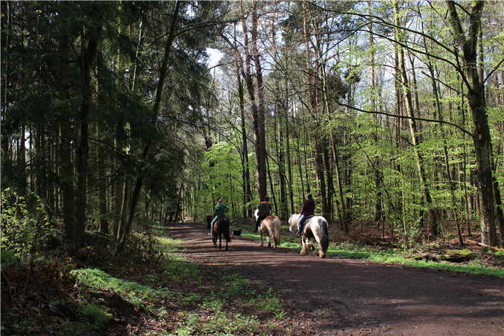 Der Wald ist für Reiter und Spaziergänger ein willkommener Freizeitort. © KOLLAXO