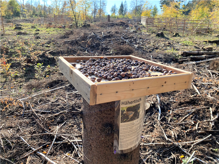 Der Tisch ist gedeckt: Eichelhäher helfen beim Austragen der Eicheln in den Wald und auf Freiflächen. © Forstamt Boppard