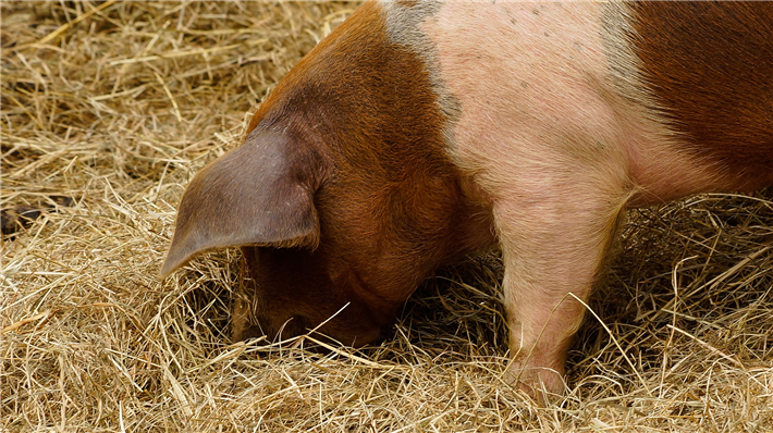 Schweine müssen im Stroh wühlen: Die Borchert-Kommission empfiehlt, die Tierhaltung grundlegend umzubauen. © Taken, pixabay