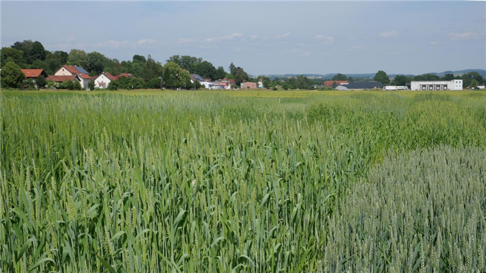 Die Wissenschaftlerinnen und Wissenschaftler wollen die Forschung an alten Getreide-Landsorten intensivieren, um die Herstellung verträglicherer Backwaren zu ermöglichen. © Dr. Klaus Fleißner, LfL