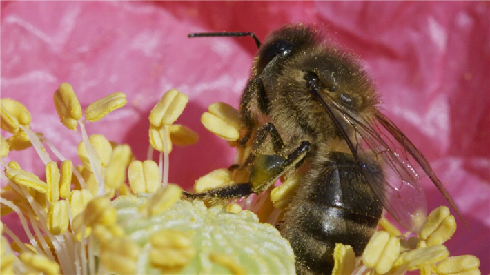 Zehn kurze Filme über außergewöhnliche Tiere und Pflanzen sind beim NaturVision Kurzfilmwettbewerb nominiert. © Beauty and the Bees