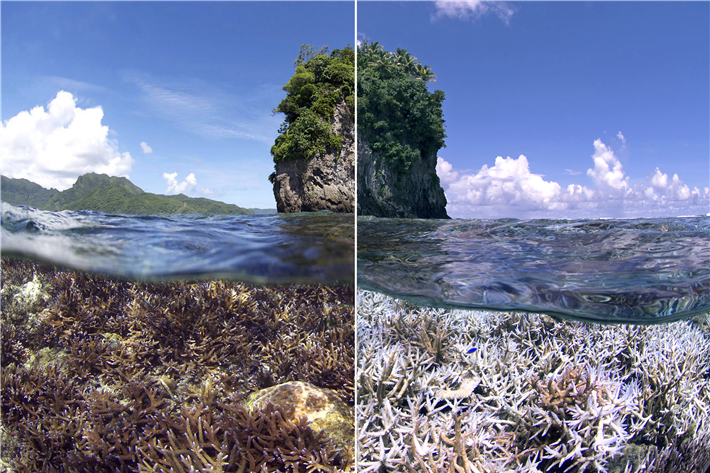 Auf Grund des Klimawandels treten hohe Wassertemperaturen immer häufiger auf. Im Jahr 2016 war nicht nur das Große Barriere-Riff vor Australien stark betroffen. Es kam zu einer globalen Korallenbleiche. Das vorher (linke Seite) und nachher (rechte Seite) Bild des gleichen Riffabschnittes zeigt eindrücklich, dass das komplette Riffdach ausgebleicht ist. USA, Amerikanisch-Samoa, 2016. © The Ocean Agency / www.ICRS2020.de