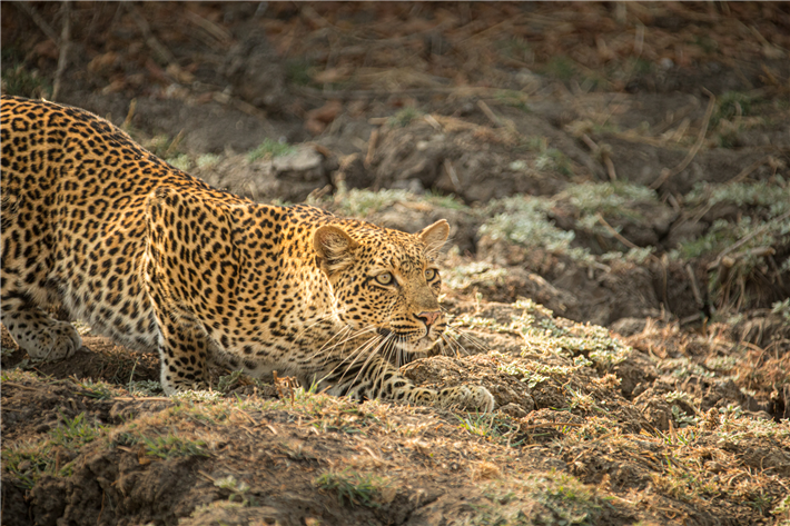 Der Film 'Olimba - Königin der Leoparden' gewann den NaturVision Kamerapreis. © Olimba - Königin der Leoparden