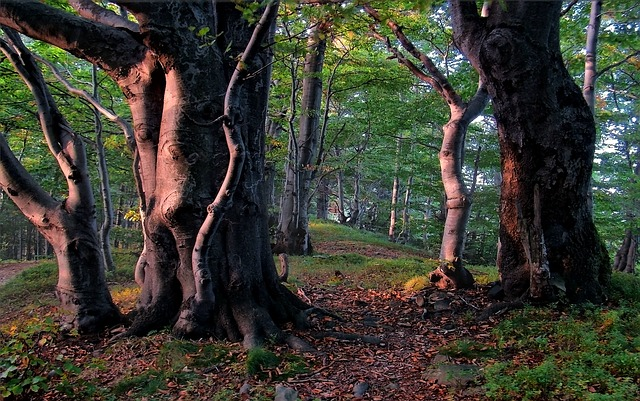  Die UNESCO hat die Erweiterung des Welterbes 'Alte Buchenwälder und Buchenurwälder der Karpaten und anderer Regionen Europas' beschlossen. © JerzyGorecki, pixabay.com