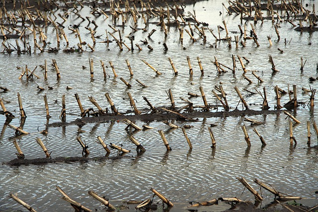 Dass Unwetter in Zukunft auch vermehrt für Ernteausfälle sorgen werden, davon ist die Mehrheit der Deutschen überzeugt. © Bilderbrecher, pixabay.com