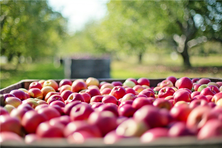 Regionale, unverarbeitete Saisonprodukte - wie Äpfel aus der Region - helfen, Ihren CO2-Abdruck klein zu halten. © Jill Wellington, pixabay.com