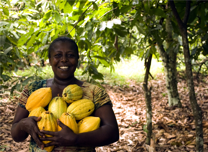 Cocoa beans on an african plantation. © 5671698, pixabay