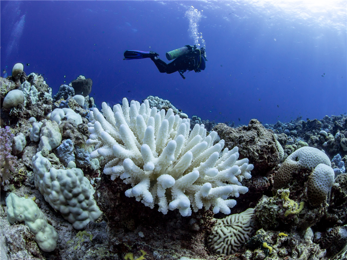 Bleichende Korallen sind Zeugnis des immer weiter voranschreitenden Klimawandels. © Anna Roik