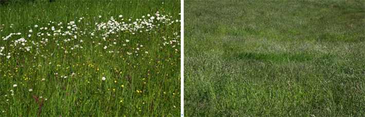Die ungedüngte Wiese (links) bietet eine vielfältige Blütenpracht und somit Lebensraum für zahlreiche Insekten. Auf der konventionell bewirtschafteten Wiese wachsen hingegen nur wenig Blumen und Kräuter. © HiPP