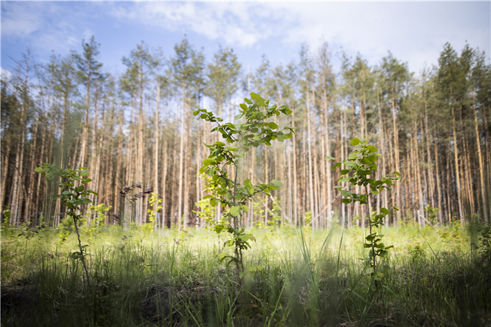 Wiederbewaldung © BMEL/Photothek