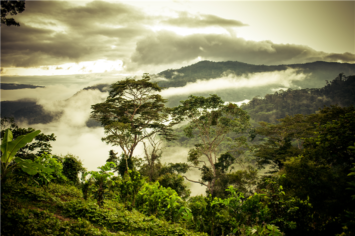 In den 'Kakaowäldern' wachsen neben Kakaobäumen bis zu 70 verschiedene Arten einheimischer Bäume. © PERÚ PURO
