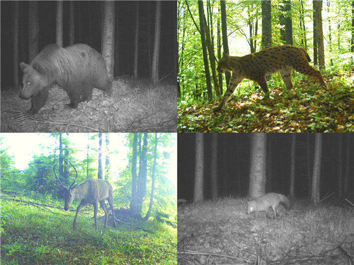 Wildtiere in Transsilvanien bei Tag und Nacht – erfasst von den gespendeten Wildkameras © dieUmweltDruckerei