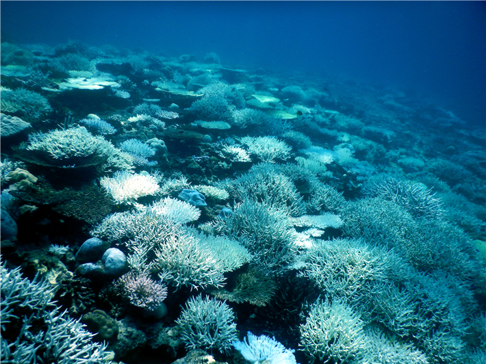 Korallenbleiche eines Riffes bei Mahé, Seychellen. Durch ungewöhnlich warme Wassertemperaturen haben diese Korallen ihre Symbiosepartner, kleine Algen im Gewebe, verloren, die ihnen normalerweise durch Photosynthese Nährstoffe liefern. Damit verschwindet auch ein Großteil der Farbe und die Korallen erscheinen weiß. Eine Korallenbleiche kann zum Absterben ganzer Riffe führen. © Anna Koester