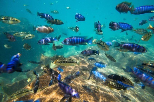 Der Tanz der Buntbarsche: Unter Wasser präsentiert sich der Malawisee mit außergewöhnlicher Artenvielfalt. Aber die Intaktheit dieses einzigartigen Ökosystems ist massiv bedroht. © AfES Malawi