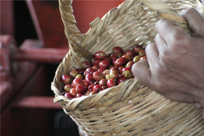 Korb mit roten Kaffeekirschen. © Murnauer Kaffeerösterei 