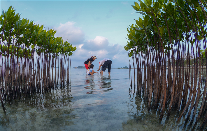 Eltern bringen ihrer Tochter das Pflanzen von Mangrovensetzlingen in einem gemeindebasierten Mangrovenaufforstungsgebiet auf den Seribu-Inseln, Indonesien, bei. © Stevanus Roni