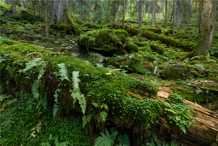 Noch gibt es nahezu unberührte Waldwildnis in den rumänischen Karpaten. Hier darf auch Totholz liegen bleiben und seine wichtige Funktion im Ökosystem wahrnehmen. © Matthias Schickhofer