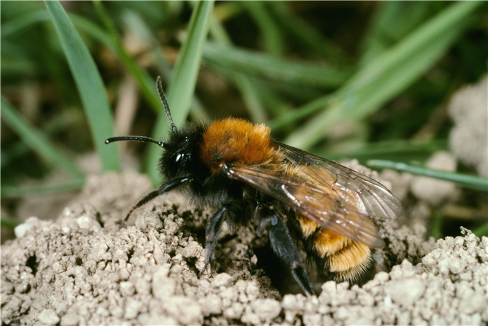 Fuchsrote Lockensanbiene (Andrena Fulva) © Albert Krebs