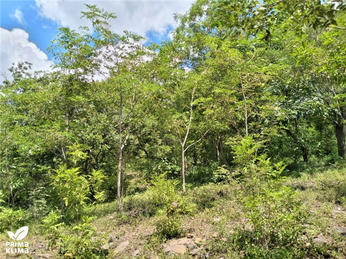 Dank der Initiative von KAISER+KRFT entsteht ein neuer Wald in Nicaragua. © PRIMAKLIMA 