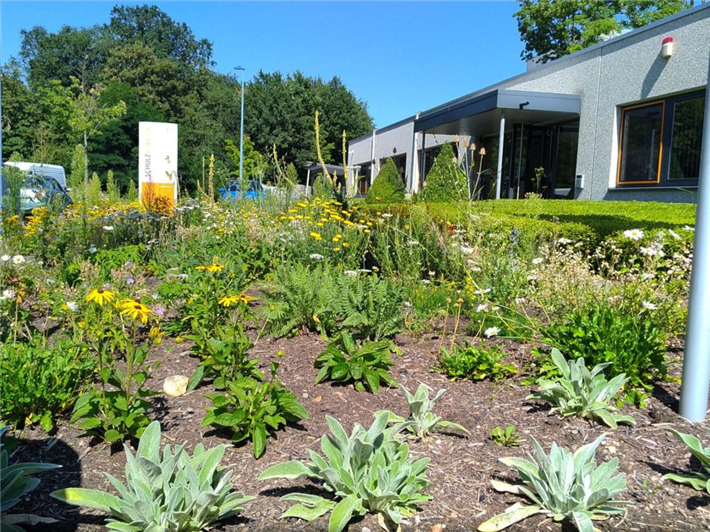 Ein einladender Vorgarten: Firma Schulz Dobrick aus Langenfeld, Gewinner beim Pflanzwettbewerb 'Wir tun was für Bienen!' 2020 © Wir tun was für Bienen