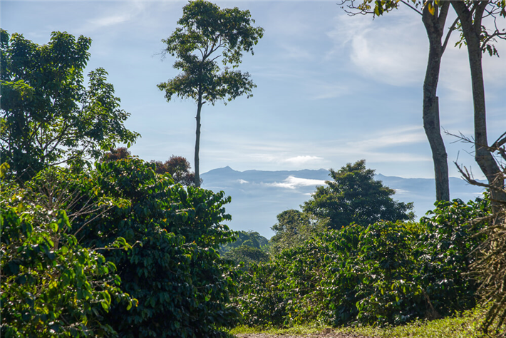 Kaffeeplantage in Kolumbien © Café del Rey Stiftung