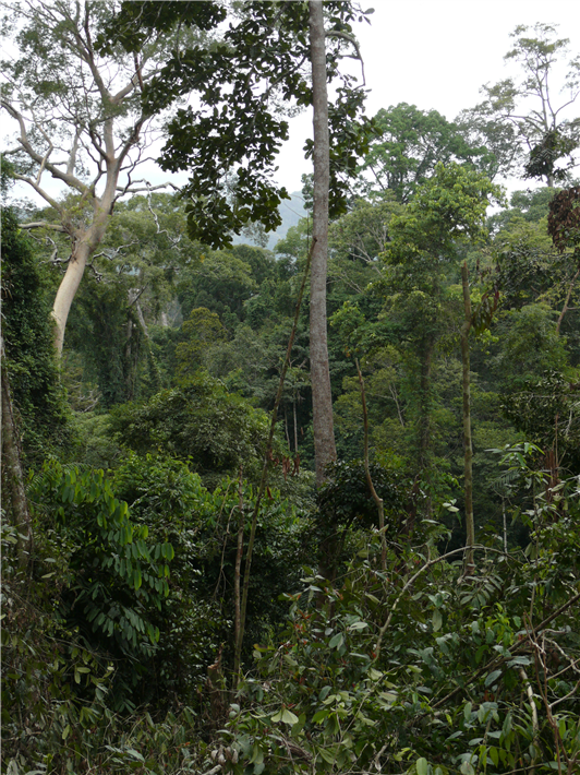 PEFC ist als globale Organisation international tätig. Bestimmte Regionen wie beispielsweise Wälder Malaysias (Abb.) oder Brasiliens stellen sie vor besondere Herausforderungen. © PEFC